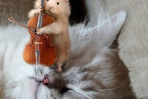 Funny Mouse Cat Interaction Pics