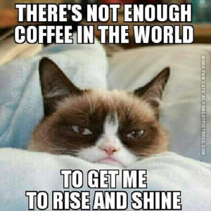 funny cat pics grumpy about coffee rise and shine
