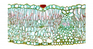 dicot leaf cross section