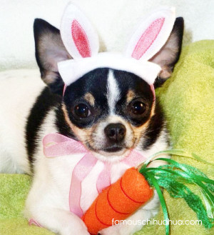 ... and our easter chihuahua contest winner is peek a boo chihuahua