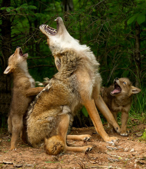 Coyote pups in Hinckley, Minn., gleefully joined in as the adult ...