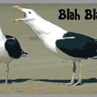 seagull seagulls talk talking too much blah blah funny lol laughs ...