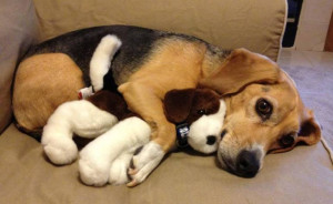 Puppy Cuddling