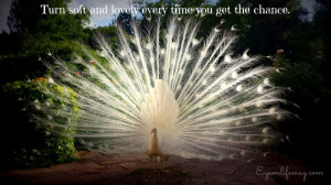 white peacock soft and lovely life quote 2.jpg