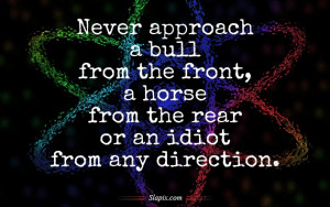 never approach a bull from the front a horse from