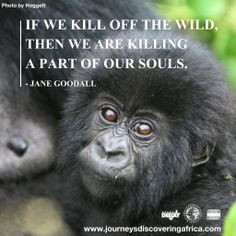 Wise words from the conservationist Jane Goodall. Photo © Hogget More