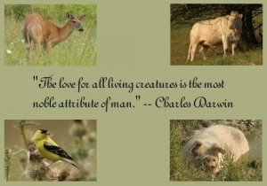What Gives Me Hope my animals, the wonderful ppl at care2