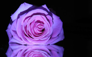 Purple rose 1920x1200 wallpaper