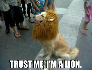 Trust Me, I’m A Lion
