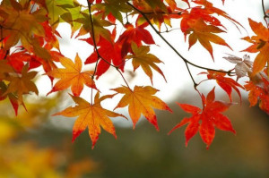 Celebrate the Fall Colors in Mackinaw City during the Annual Fall ...