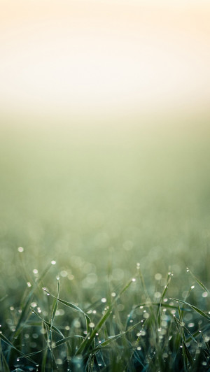 Blurred minimalistic grass iPhone 5s wallpaper