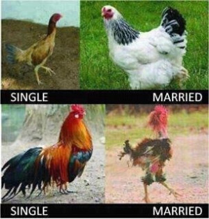 Single chicken, married chicken, really funny pic!