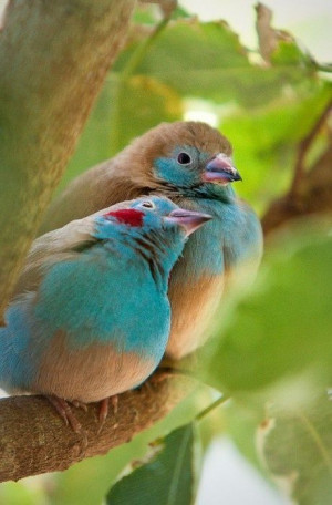 Cozy coupleCozy Couples, Cozy Birds, Cordon Blue, Blue Finch, Pretty ...