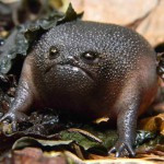 black rain frog frog hoodie frog prince unsettling human looking