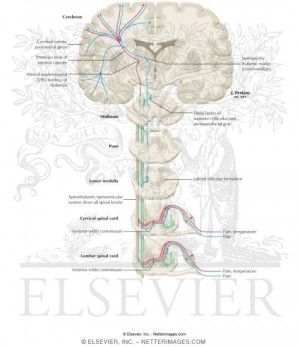 Central Nervous System