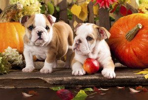 english-bulldogs-puppies