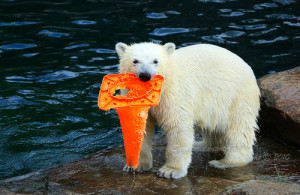 adorable, bear, bears, cute, polar bear, polar bears, wet