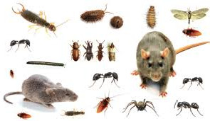 find the best quotes on our pest control website for