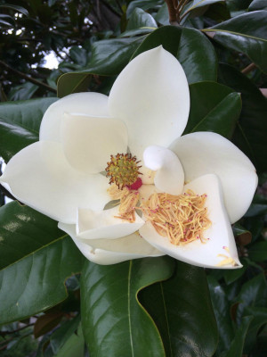 Fresh magnolia flower (Source)