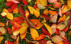 autumn leaves on the ground wallpapers and images