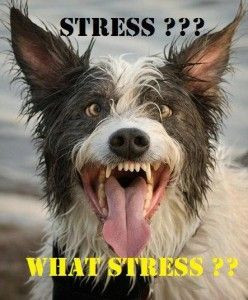 haveurattitude | stress???