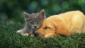 cat_and_dog_friends