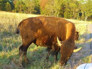 Bison, Land Between the Lakes Elk and Bison Prairie