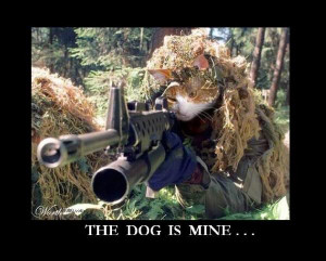 Cat Sniper Images