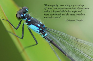 dragonfly quotes