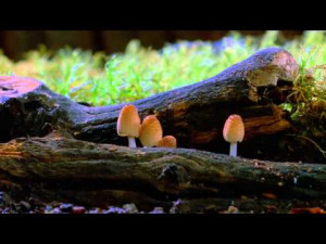 Preview for documentary about mycology and the work of Paul Stamets.