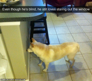 Funny Blind Dog
