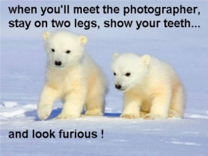 cute polar bear cubs cute polar bear cubs