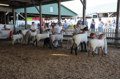 Showing Sheep - you can see it at the Western Idaho Fair! More