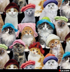Many cats with many hats