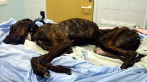 ... : The dog was half his ideal weight when he died. © Scottish SPCA