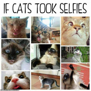 Cat Selfies | Funny Pictures and Quotes