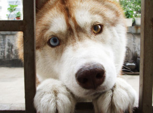 Funny photos funny cute Husky dog eye colors