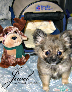 Banfield Wellness Plan and Heartworm Prevention – Keeping My Pom ...