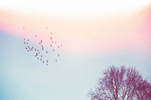 birds, freedom, sky, tree