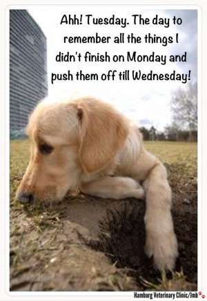 Tuesday funny | Animal humor | Cute dog | Putting things off till ...