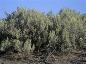 Sagebrush Artemisia Tridentata the Nevada State Flower USA