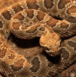 Related Pictures venomous poisonous snakes