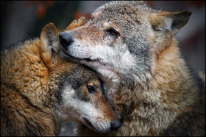 Wolf love by svarci
