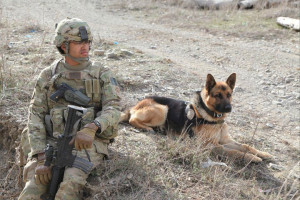 ... , Wars Dogs, Service Dogs, Legs Heroes, Animal, Military Working Dogs