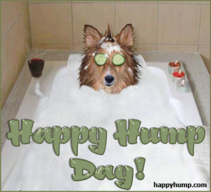 happy-humpday-0920-funny-dog