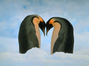 Pingüinos enfrentados