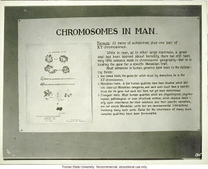 ... exhibit &Chromosomes in man,& 3rd International Eugenics Conference