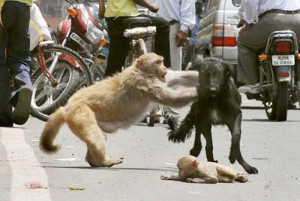very funny - dog and monkey attacking in road