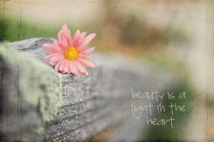 beauty, flower, heart, light, pink, quote, rock