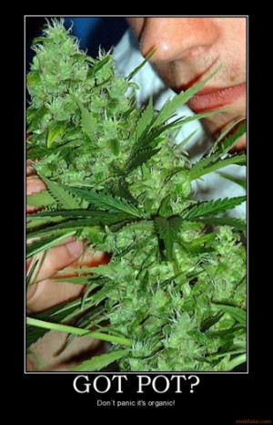 got-pot-pot-marijuana-weed-pothead-bug-demotivational-poster ...